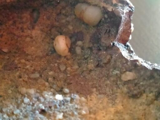 Nodulo Settario – Pietra Secolare