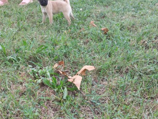 Cucciola di carlino 3 mesi