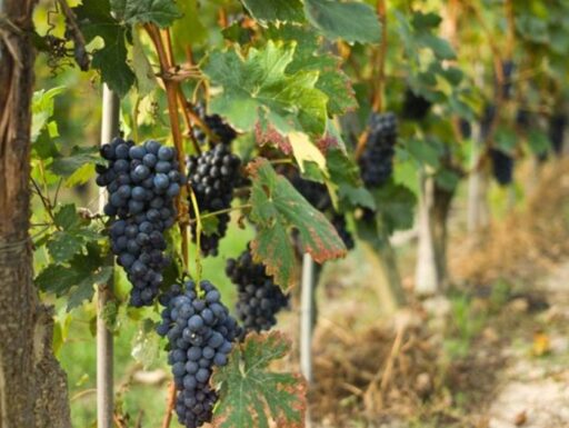 Vino aglianico del vulture