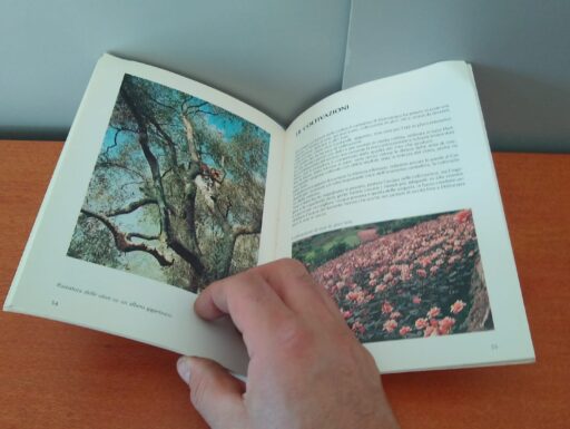 Dolceacqua dalle origini ai giorni nostri