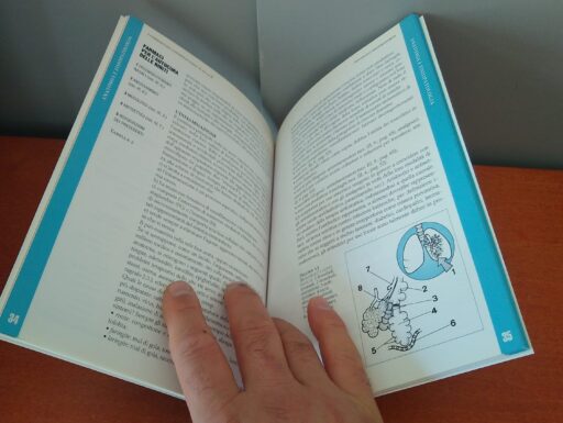 L’apparato respiratorio prima parte