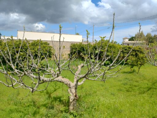 Garage + suolo ed. mq.600 in galugnano (le)