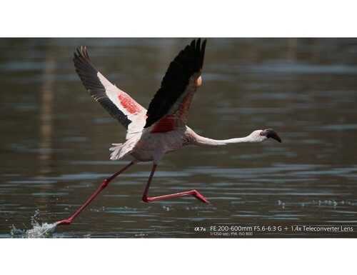 Sony sel fe 200-600mm f/5.6-6.3 g oss - garanzia sony italia