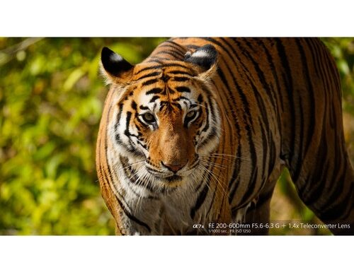 Sony sel fe 200-600mm f/5.6-6.3 g oss - garanzia sony italia