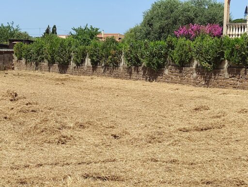 Terreno edificabile nel comune di anzio rm , 1000 mq.