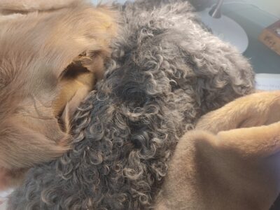 Pelli in pelo per abbigliamento -arredamento ecc..