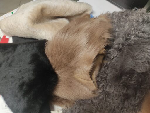 Pelli in pelo per abbigliamento -arredamento ecc..