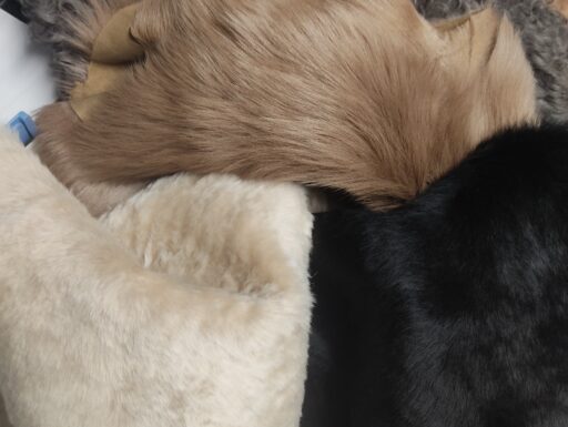 Pellami esotici e pregiati