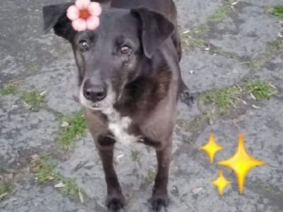 Cagnolina cerca adozione. brunetta