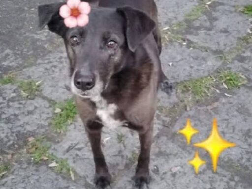 Cagnolina cerca adozione. brunetta