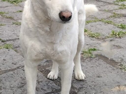 Cagnolino cerca adozione. batman