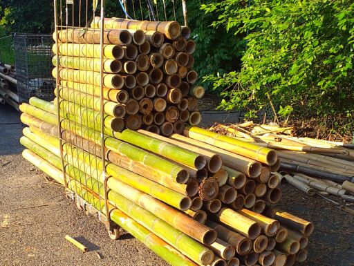 Canne di bambù bambu bamboo