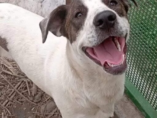 Cagnolino cerca adozione. vita