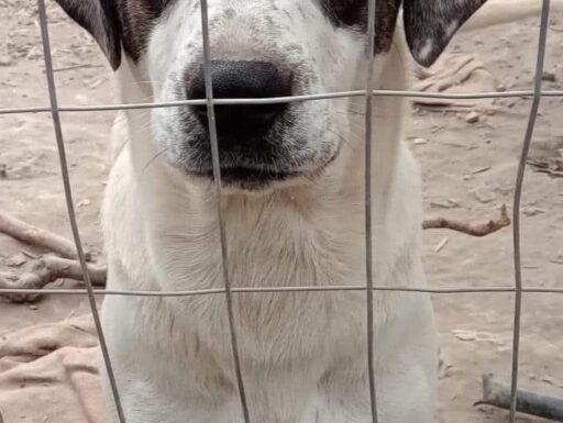 Cagnolino cerca adozione. vita