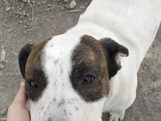 Cagnolino cerca adozione. vita