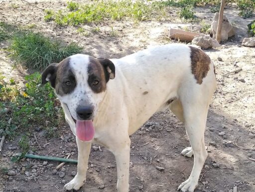 Cagnolino cerca adozione. vita