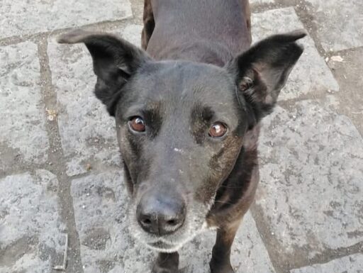 Cagnolina cerca famiglia. bella