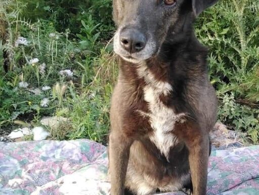 Cagnolina cerca adozione. brunetta