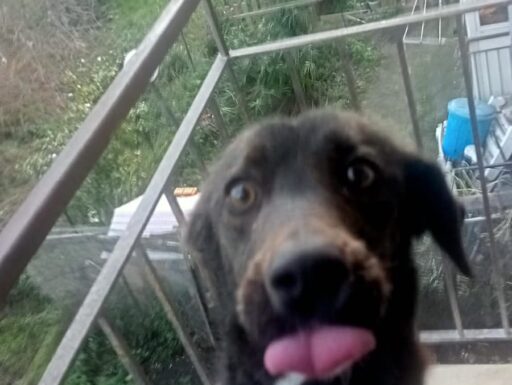 Cagnolina cerca urgente adozione