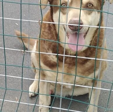 Cagnolino cerca adozione. cipolla!!