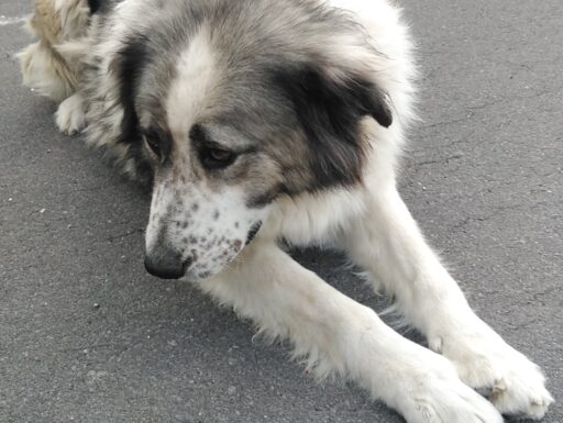 Cagnolina cerca casa. simonetta