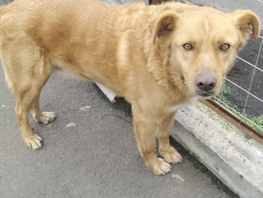 Cagnolino cerca adozione. tommy