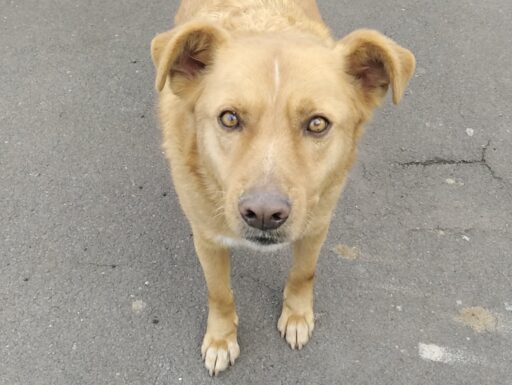 Cagnolino cerca adozione. tommy