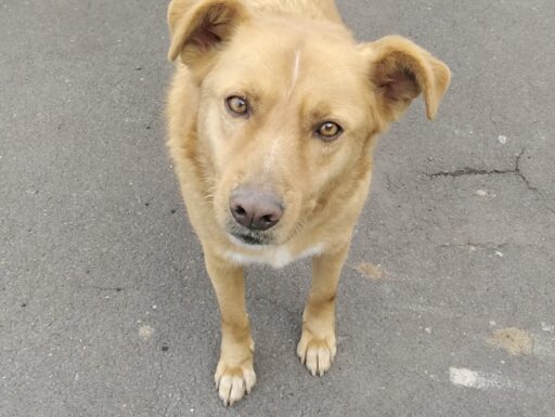 Cagnolino cerca adozione. tommy
