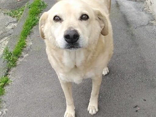 Cagnolino cerca adozione. miele