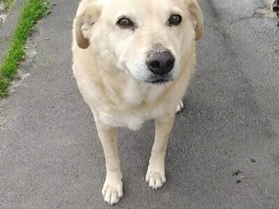 Cagnolino cerca adozione. miele