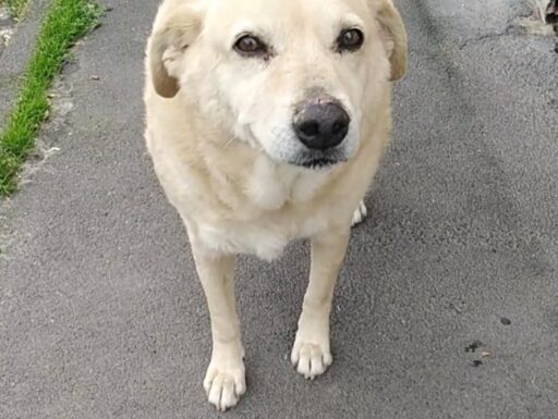 Cagnolino cerca adozione. miele