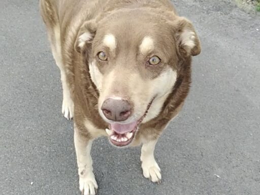Cagnolino cerca adozione. cipolla!!