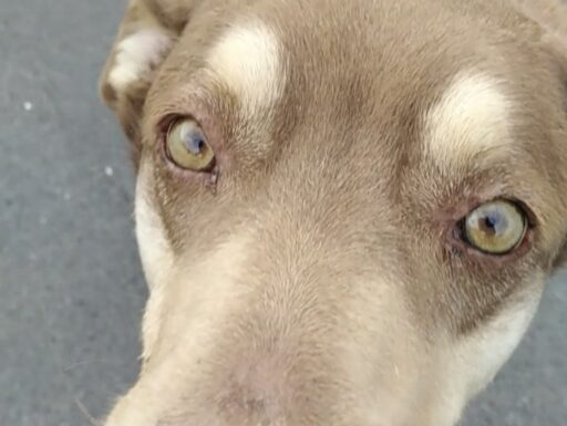 Cagnolino cerca adozione. cipolla!!