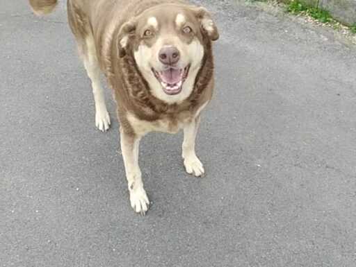 Cagnolino cerca adozione. cipolla!!