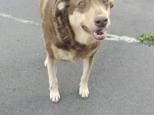 Cagnolino cerca adozione. cipolla!!