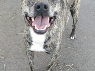 Cagnolino dolcissimo cerca adozione