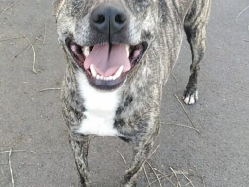 Cagnolino dolcissimo cerca adozione