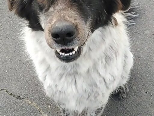 Cagnolina in cerca di casa. gilda