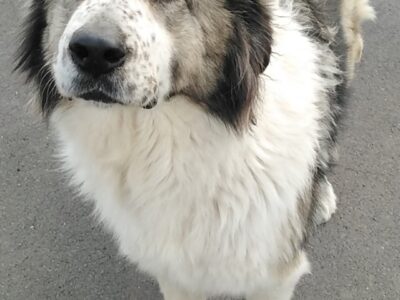 Cagnolina cerca casa. simonetta