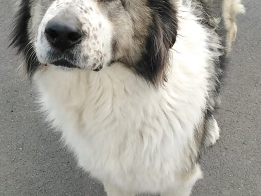 Cagnolina cerca casa. simonetta