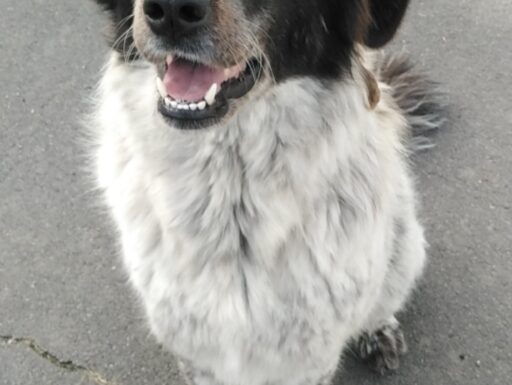 Cagnolina in cerca di casa. gilda