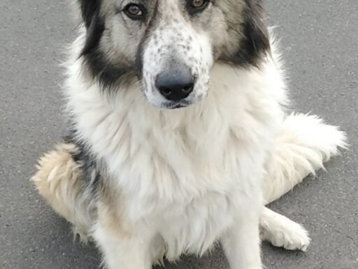 Cagnolina cerca casa. simonetta