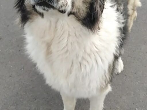 Cagnolina cerca casa. simonetta