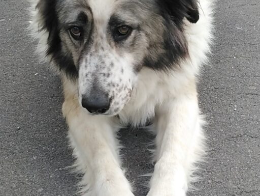 Cagnolina cerca casa. simonetta