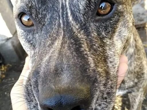 Cagnolino dolcissimo cerca adozione