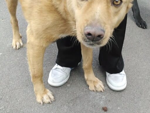 Cagnolino cerca adozione. tommy