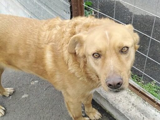 Cagnolino cerca adozione. tommy