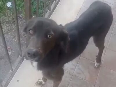 Cagnolina cerca urgente adozione