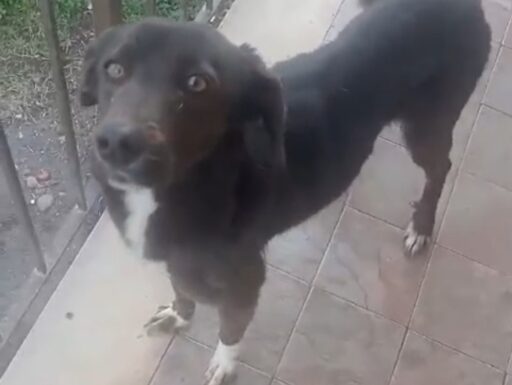 Cagnolina cerca urgente adozione