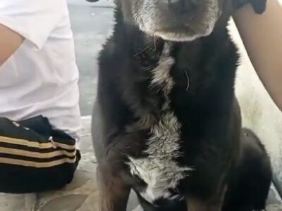 Cagnolina cerca famiglia. bella
